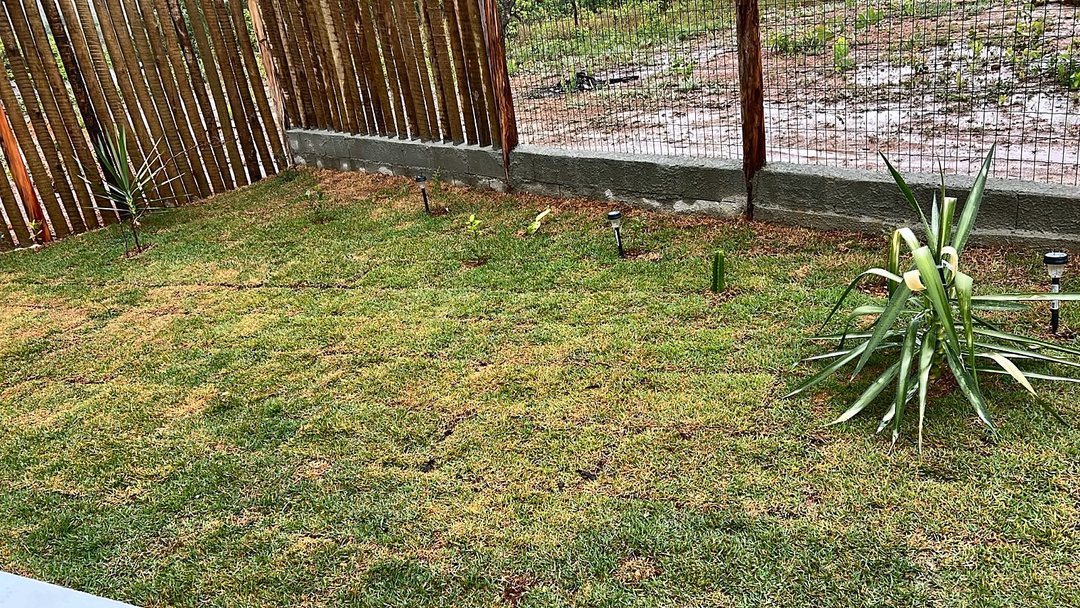 Gramado do chalé com arbustos novos, cercado por ripas de madeira e por tela.